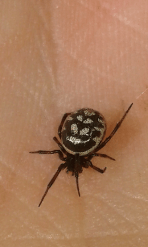 Steatoda albomaculata (Theridiidae)? S - prov. PD